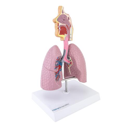 HeineScientific | Atemwege (H139064)